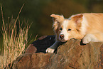 australianred Border Collie