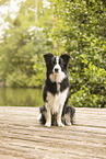 ausgewachsener Border Collie