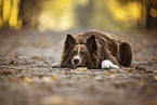 ausgewachsener Border Collie