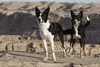 Border Collies