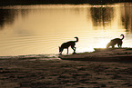 Border Collies