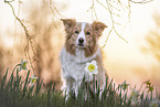 ausgewachsener Border Collie