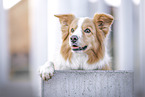 ausgewachsener Border Collie