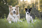 2 Border Collies