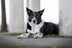 liegender Border Collie