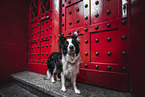 Border Collie Rde