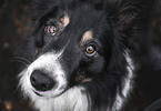 Border Collie Rde