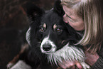 Border Collie Rde