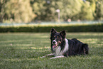 Border Collie Rde