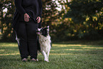 Border Collie Rde