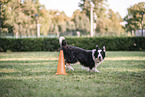 Border Collie Rde