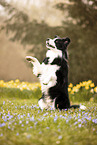 ausgewachsener Border Collie