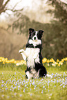 ausgewachsener Border Collie