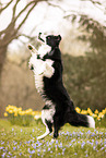 ausgewachsener Border Collie