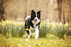 ausgewachsener Border Collie