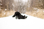 ausgewachsener Border Collie