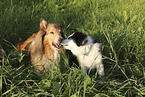 Border Collie und Collie