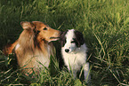 Border Collie und Collie