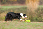 Border Collie