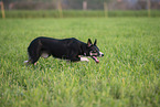 Border Collie