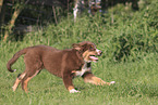 Border Collie Welpe