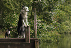 Hunde