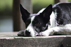 Border Collie