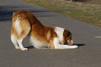 Border Collie