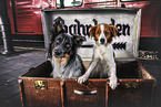 2 Hunde