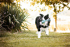 Border Collie