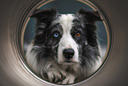 Border Collie Rde