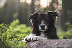 Border Collie Rde