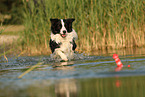 Border Collie