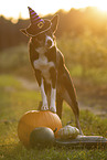 Border Collie