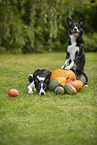 Border Collies