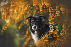 Border Collie Rde