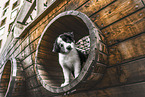 Border Collie Welpe