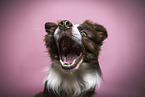 Border Collie Rde