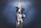 Border Collie Rde