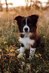 Border Collie Welpe