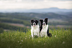 Border Collies