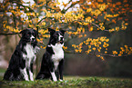 Border Collies