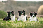 Border Collies