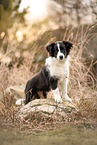 Border Collie Welpe