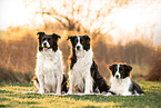 Border Collies