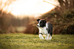 Border Collie Welpe