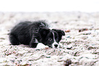 Border Collie Welpe