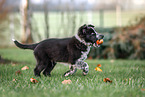 Border Collie Welpe