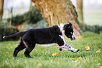 Border Collie Welpe