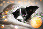 Border Collie Hndin